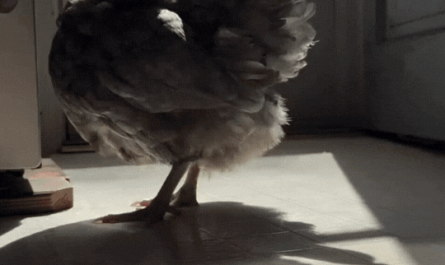 Eleanor finds the perfect spot in the sun to rest