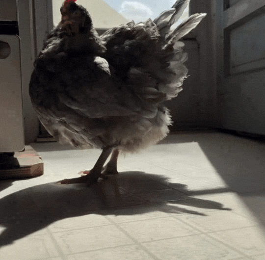 Eleanor finds the perfect spot in the sun to rest