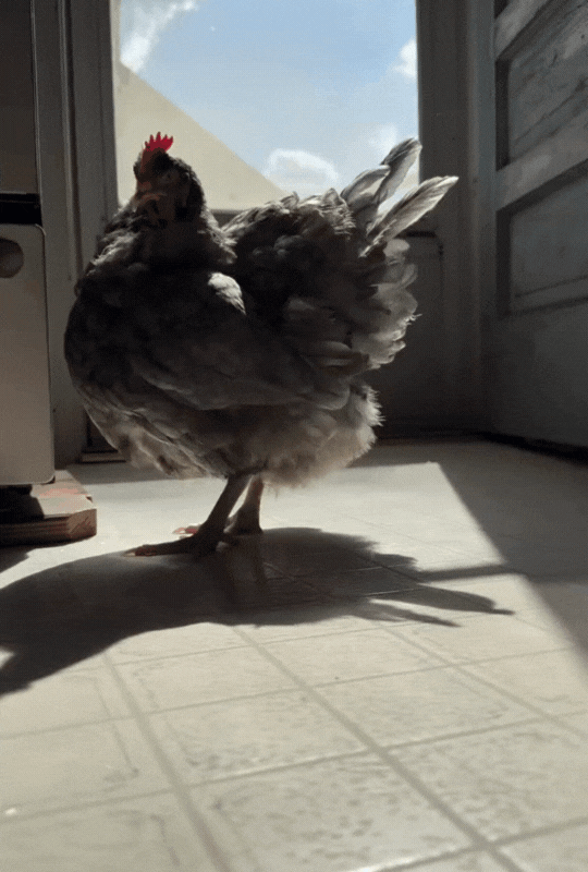 Eleanor finds the perfect spot in the sun to rest