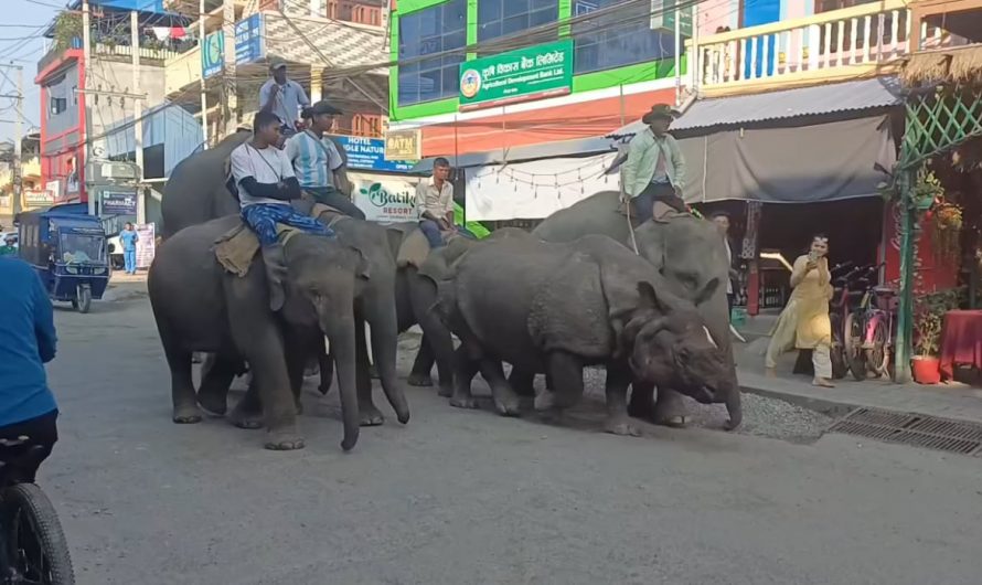 Escaped Rhino from Chitwan, Nepal being casual escorted back through the streets of Sauraha towards the National park.