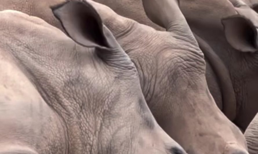 Even during deep sleep, a rhino’s ears are constantly moving, scanning for sounds indicating approaching danger