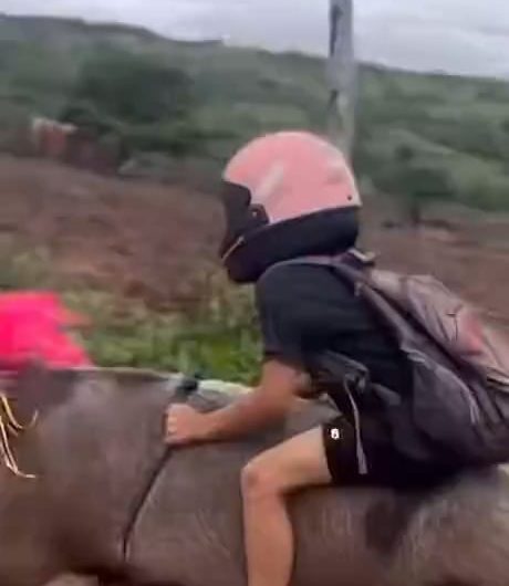 Everyone wants a hellcat. This kid got a Hellpork