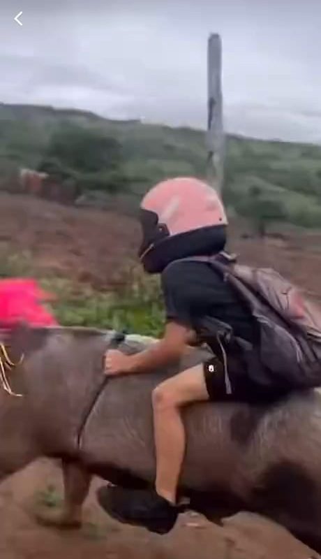 Everyone wants a hellcat. This kid got a Hellpork