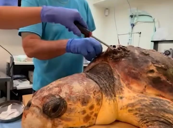 Expert barnacle removal on a sea turtle