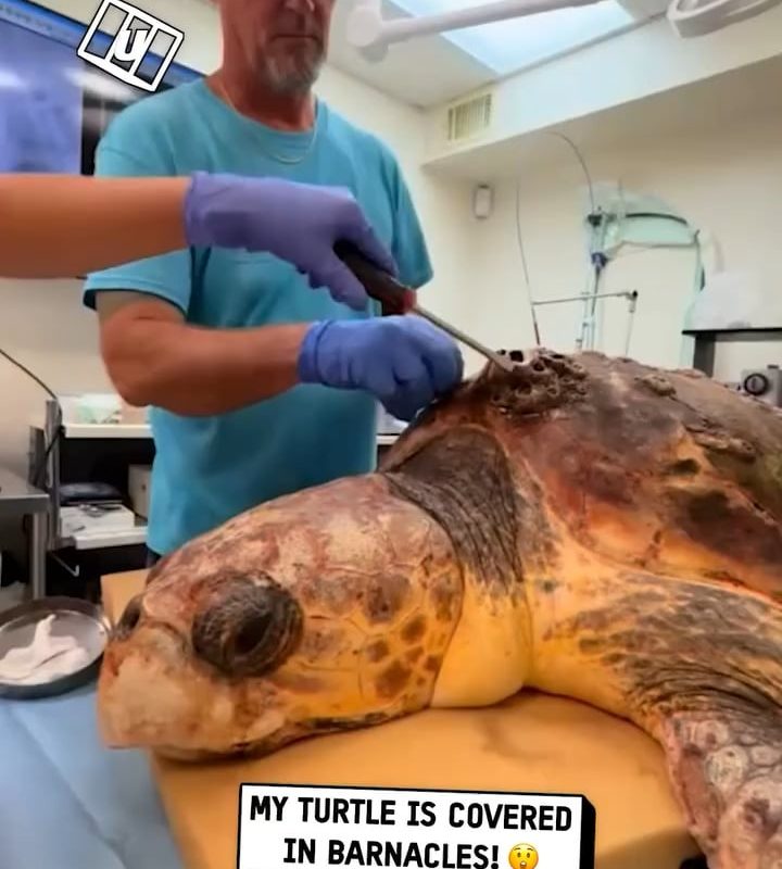 Expert barnacle removal on a sea turtle