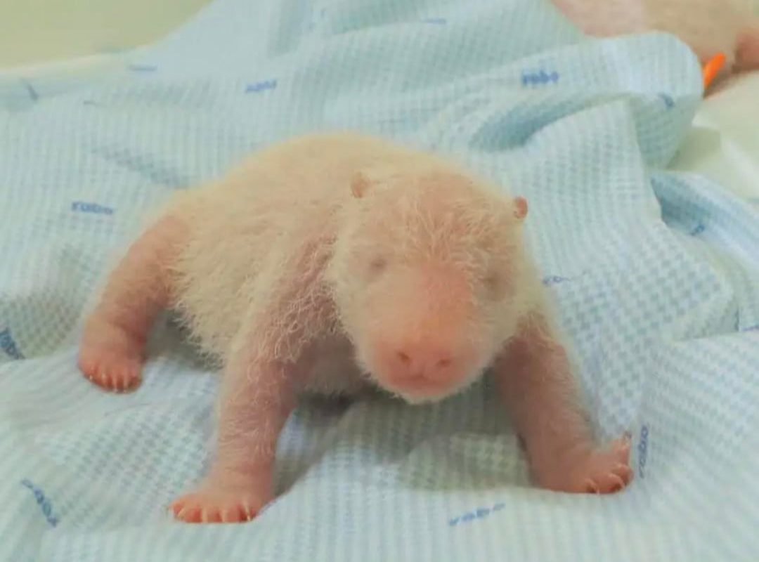 First baby panda born in Indonesia