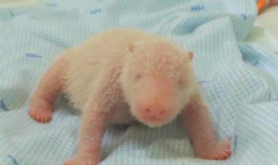 First baby panda born in Indonesia