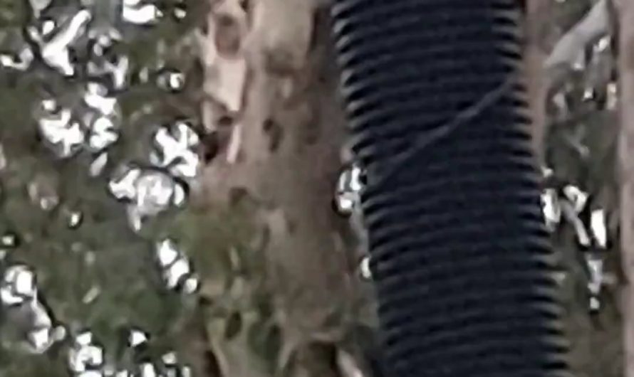 First flight of a bird 🐦