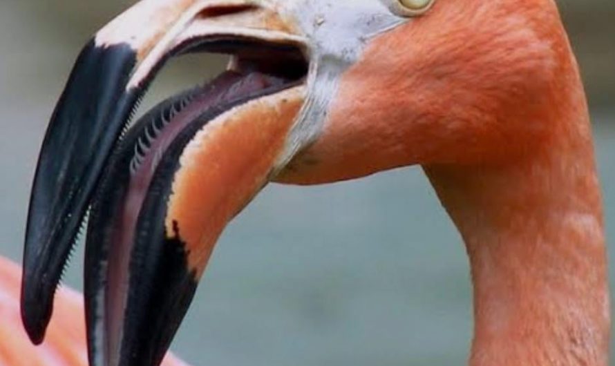 Flamingos filter feed like Baleen whales but have different structure in their mouths called Lamellae