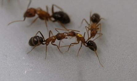Florida carpenter ants perform life-saving amputations on each other to save injured ants from dying due to infection.‌‌