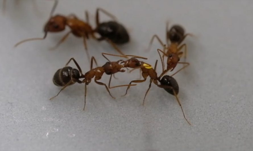 Florida carpenter ants perform life-saving amputations on each other to save injured ants from dying due to infection.‌‌