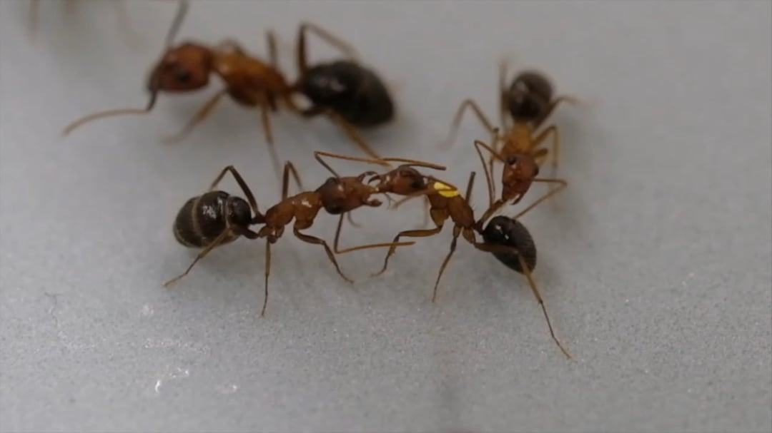 Florida carpenter ants perform life-saving amputations on each other to save injured ants from dying due to infection.‌‌