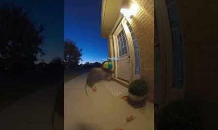 Flying Rat ⚠️#cute #cuteanimals #rat