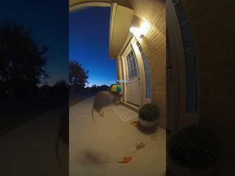 Flying Rat ⚠️#cute #cuteanimals #rat