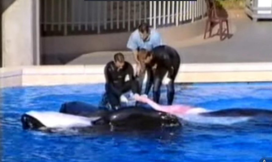 For orca left in limbo, zoo resorts to sexual stimulation to stop inbreeding.