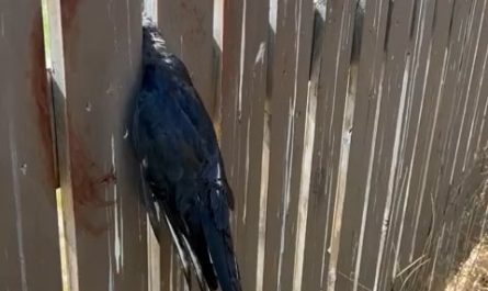 Freeing a stuck crow… with a crowbar