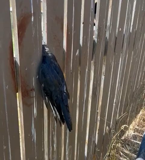 Freeing a stuck crow… with a crowbar