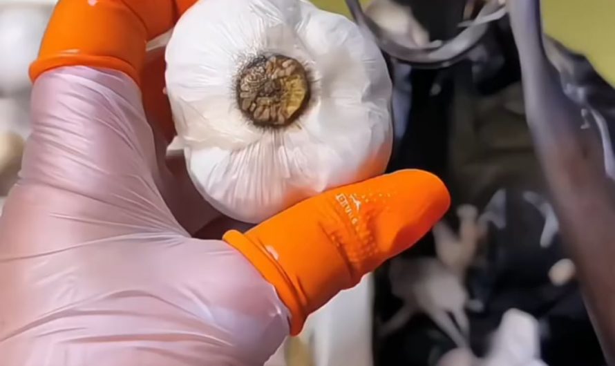 Garlic being peeled flawlessly with tweezers
