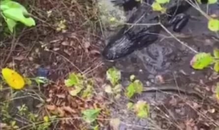 Gator didn't want to be filmed
