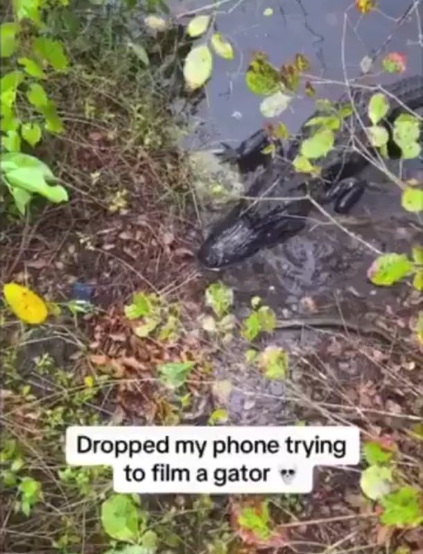 Gator didn't want to be filmed