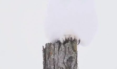 God-tier camouflage! Snowy owl activates invisibility mode in the snow