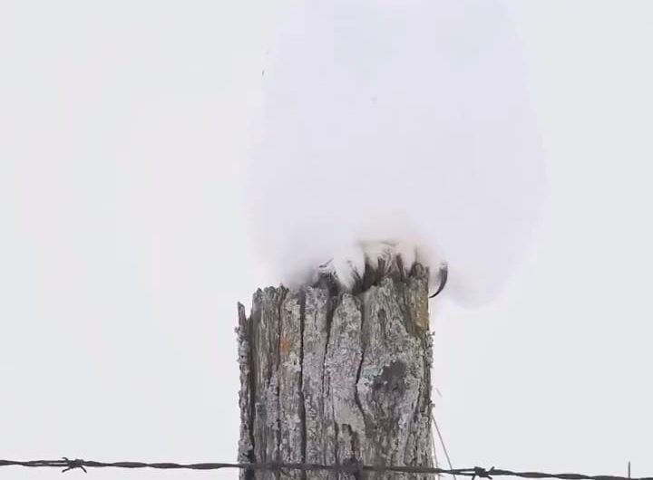 God-tier camouflage! Snowy owl activates invisibility mode in the snow