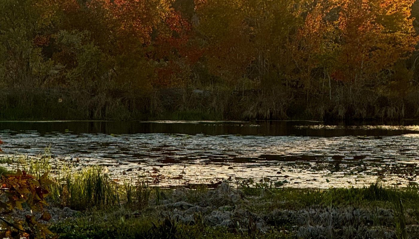 Golden hour light during autumn