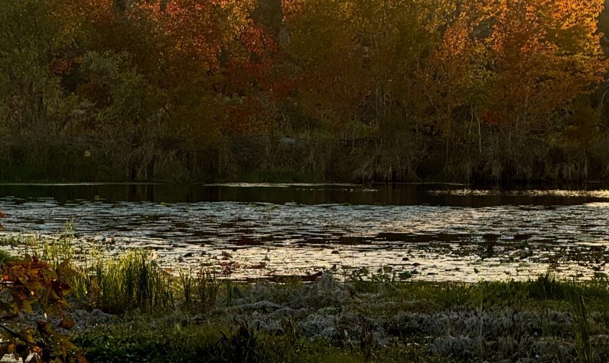 Golden hour light during autumn