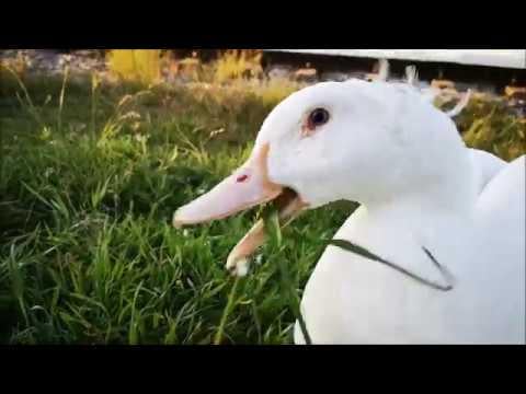 Grass: I'm Fresh and Green! Duck: Hold my beer!