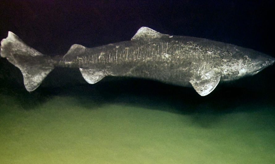 Greenland sharks have the longest lifespan of any known vertebrate, estimated to be between 250 and 500 years