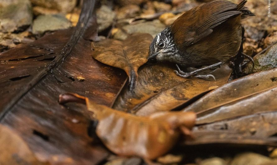 Grey-breasted wood wren searching for food by listening for the sound of worms moving under leaf litter. (Photograph: Nick Kanakis)