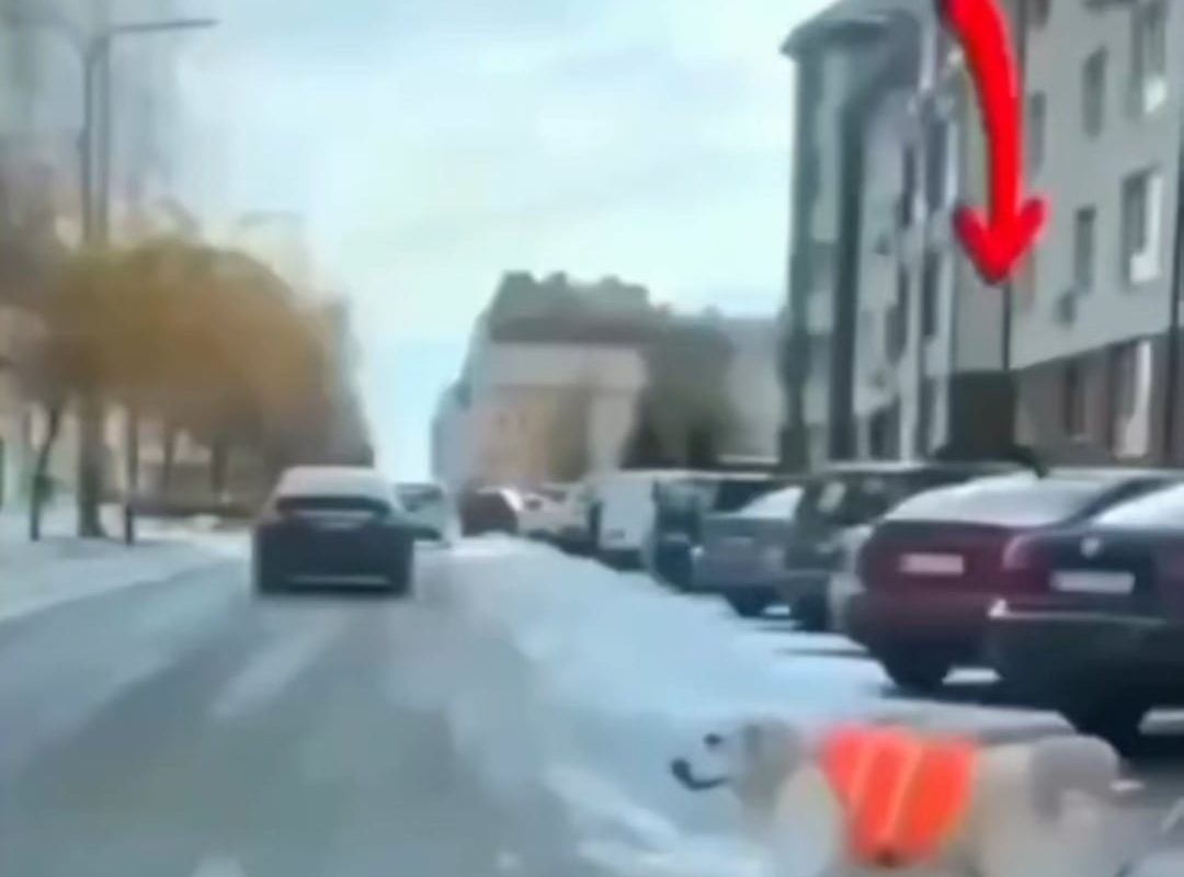 Guide Dog "explaining" that he is leading a blind man.