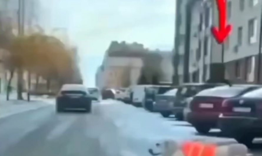 Guide Dog “explaining” that he is leading a blind man.