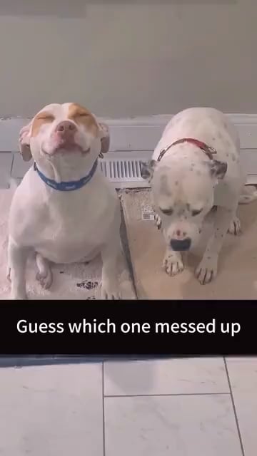 Guilty dogs