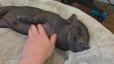 Happy piggy gets a boop on the snoot