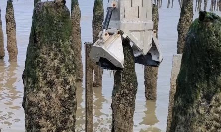 Harvesting mussels faster than ever