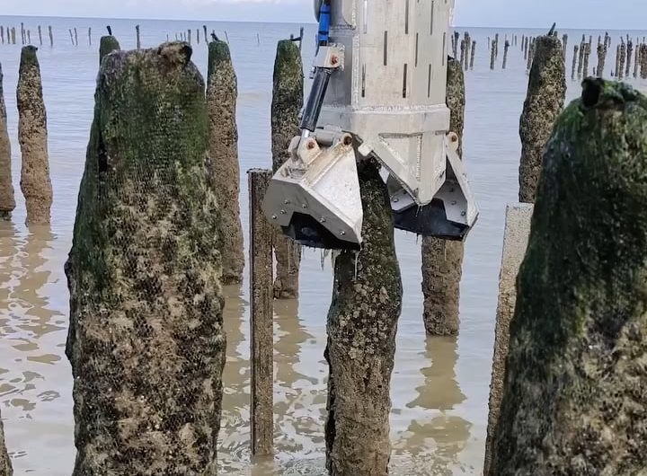 Harvesting mussels faster than ever