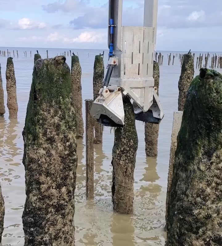Harvesting mussels faster than ever