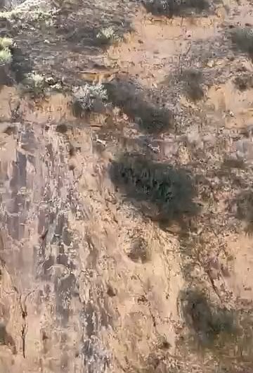 Himalayan Bharal (blue sheep) running along the side of the mountains