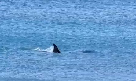 How an orca catches their food.