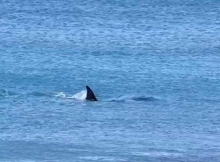 How an orca catches their food.