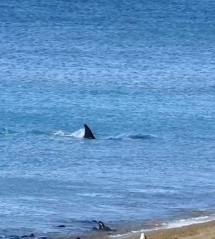 How an orca catches their food.