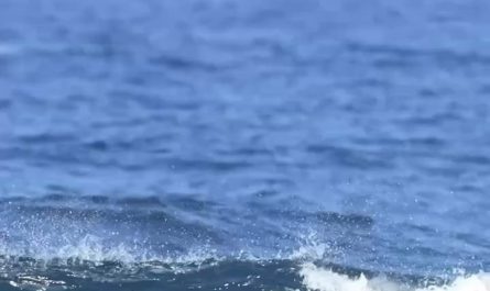 Huge Whale Behind Surfer!