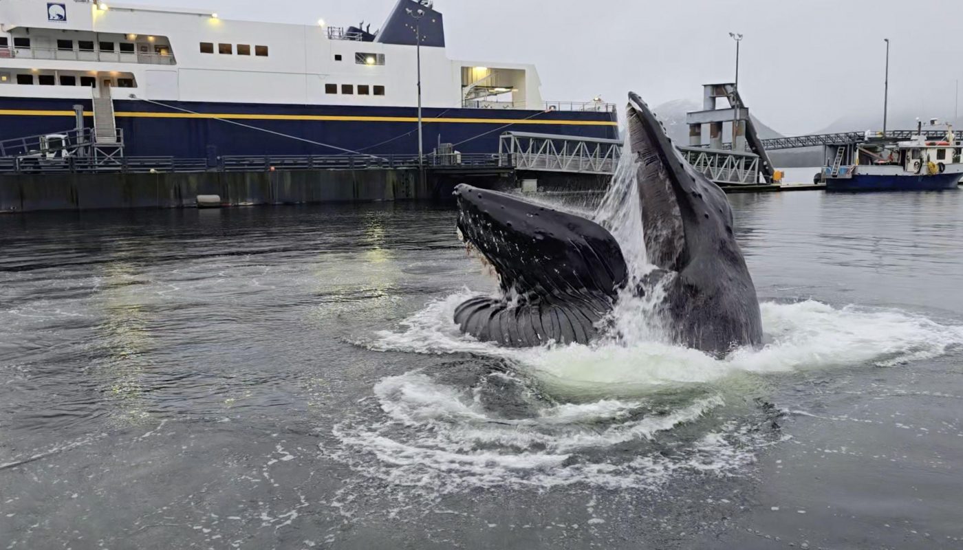 Huge humpback whale feeds in dock