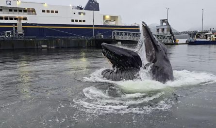 Huge humpback whale feeds in dock