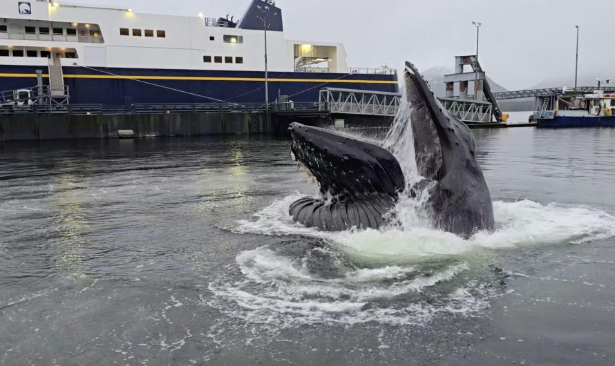 Huge humpback whale feeds in dock