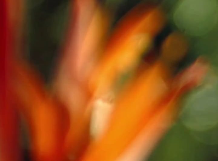 Hummingbird Stunt to Fend Itself from a Bee in Air (captured by Louie Schwartzberg not Ai)