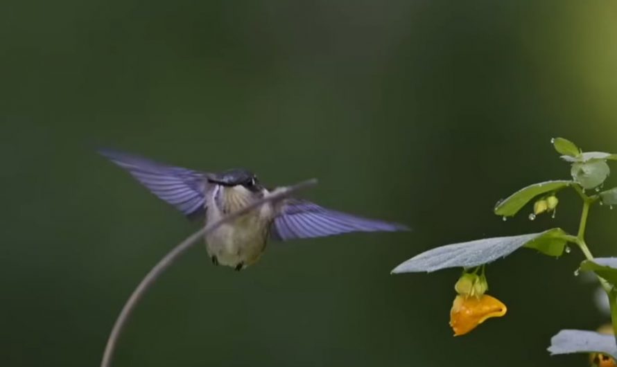Hummingbird trying to sit on a stem
