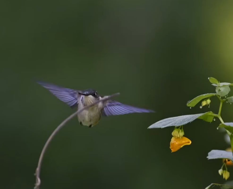 Hummingbird trying to sit on a stem