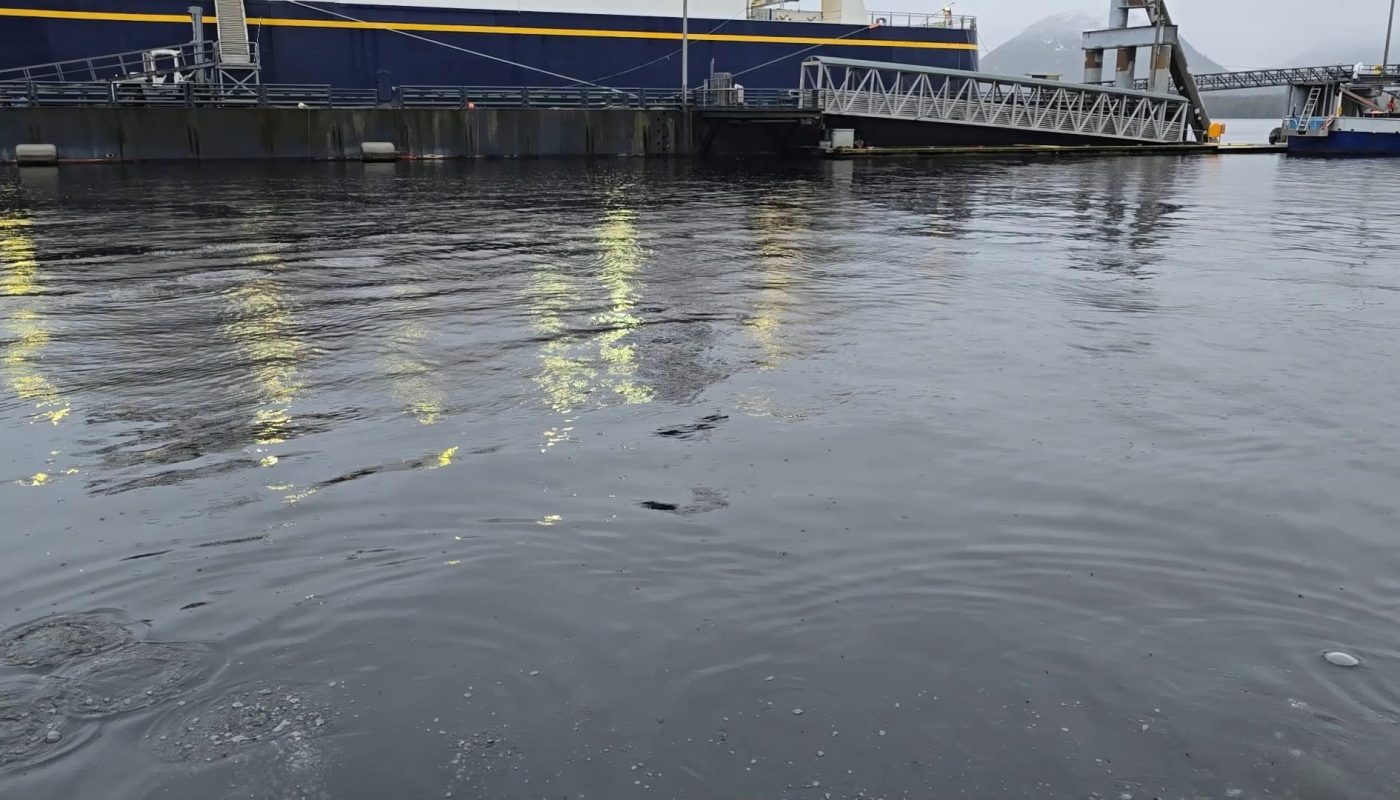 Humpback Feeds Inside Dock